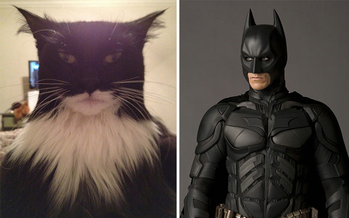 things-similar-to-looks-like-74__700