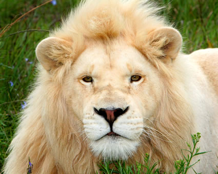 pearl-white-lion-south-africa