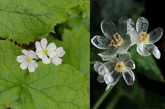 Skeleton-flower-550x366