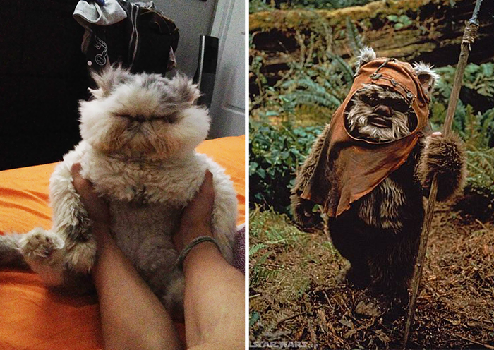 things-similar-to-looks-like-80__700