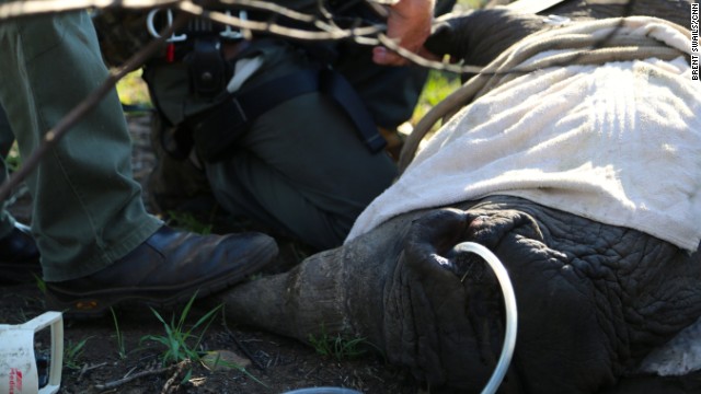 141124173311-rhino-poaching-oxygen-horizontal-gallery