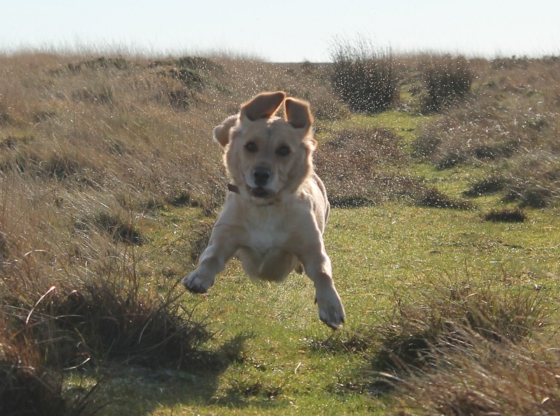 Super-Cute-Photo-Of-A-Flying-Dog-In-A-Field