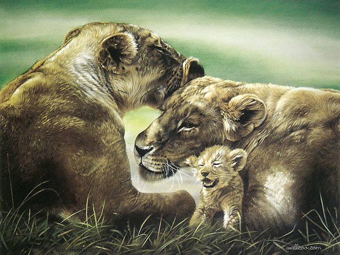 LesleyHarrison_44_AfricanLionessWithCub