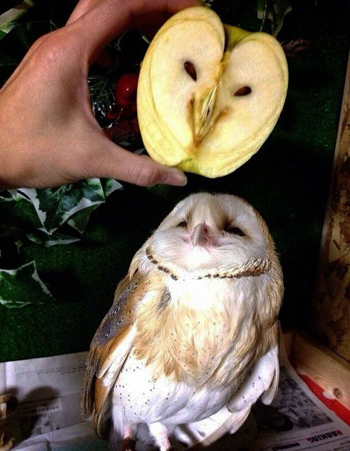 things-looks-similar-owl-and-apple1__700