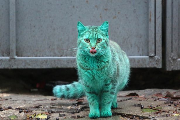 Green-cat