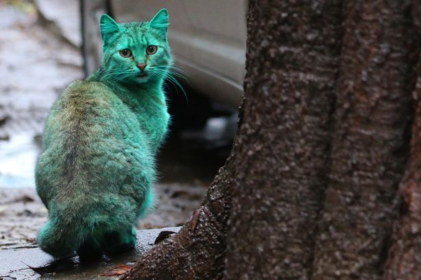 Green-cat77