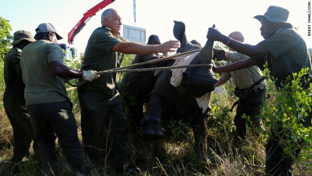 141124170749-rhino-poaching-moving-rhino-horizontal-gallery