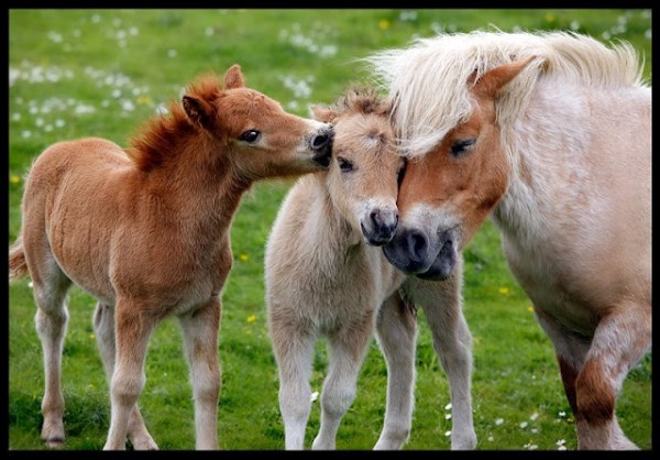 horse-family-nuzzling