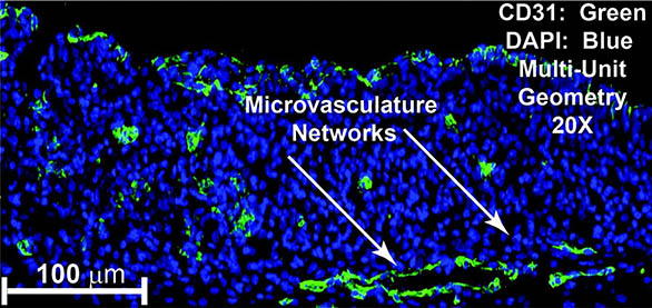 pic-liver_tissue_model_3a