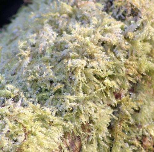 frozen_moss_by_vitaloverdose-d4pro9p frozen_moss_by_vitaloverdose-d4pro9p