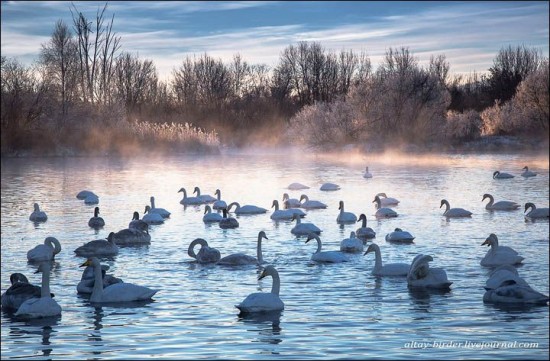 Swan-Lake-Russia8-550x361