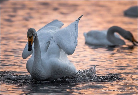 Swan-Lake-Russia2-550x378