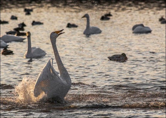 Swan-Lake-Russia3-550x390