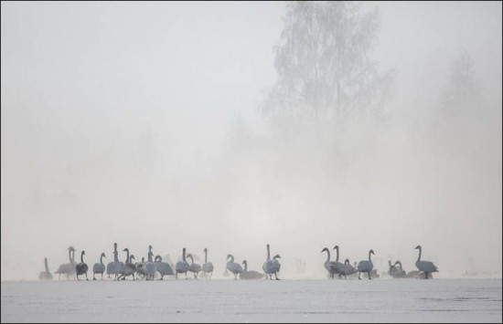 Swan-Lake-Russia-550x355