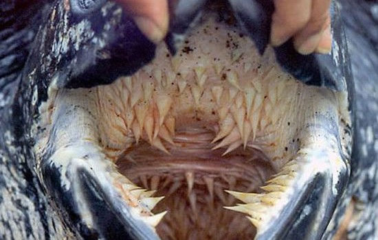 leatherback-turtle-mouth5