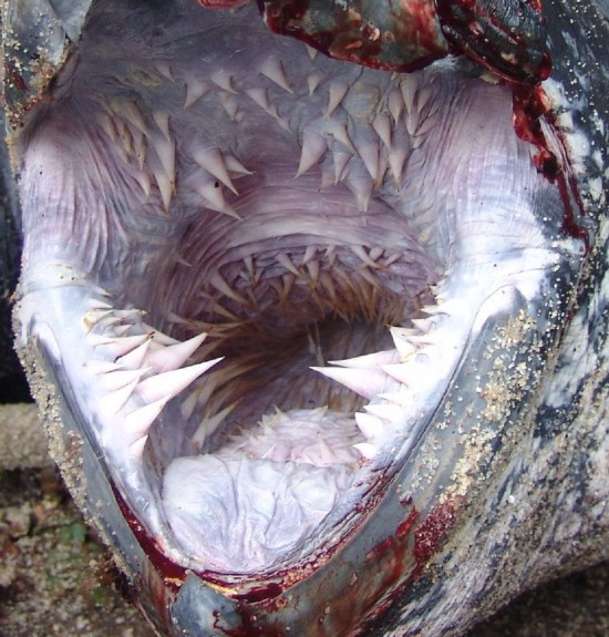 leatherback-turtle-mouth2-550x575
