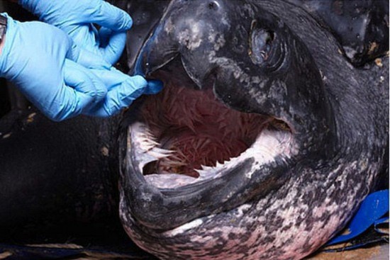 leatherback-turtle-mouth4-550x367