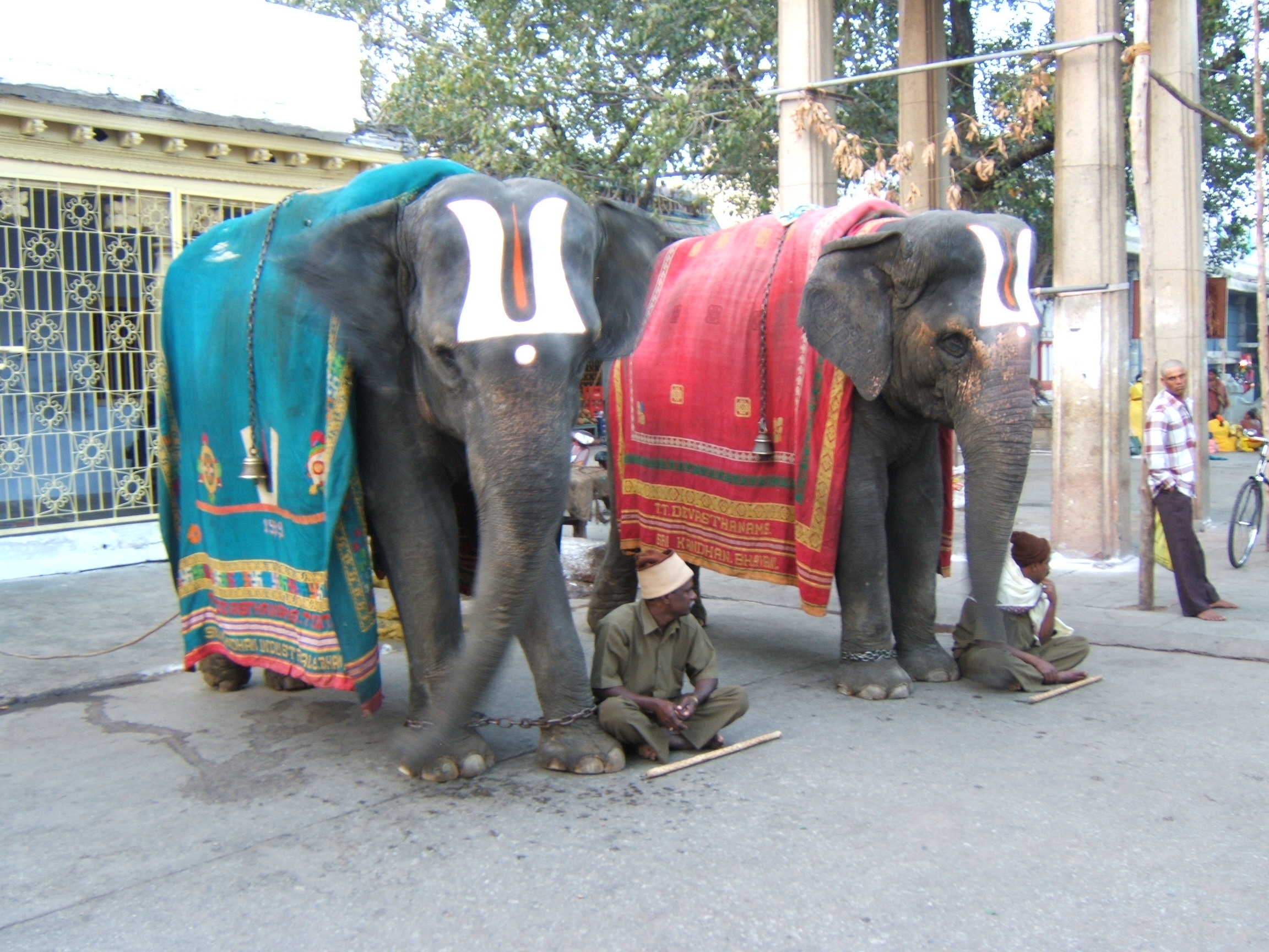 Temple_elephants_Tirupati_India Temple_elephants_Tirupati_India