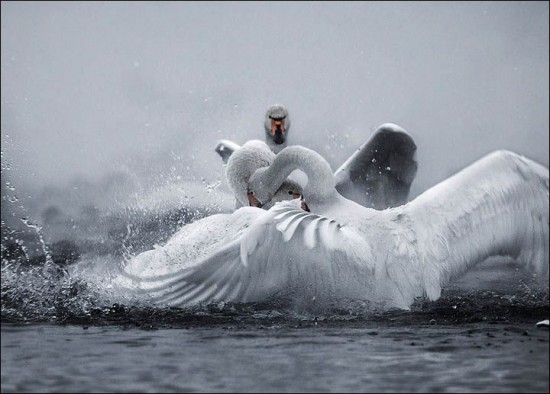 Swan-Lake-Russia7-550x394