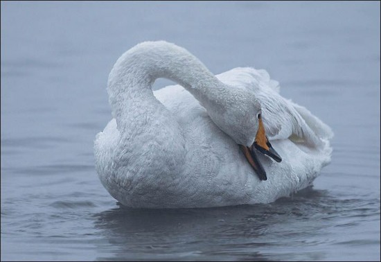 Swan-Lake-Russia6-550x378