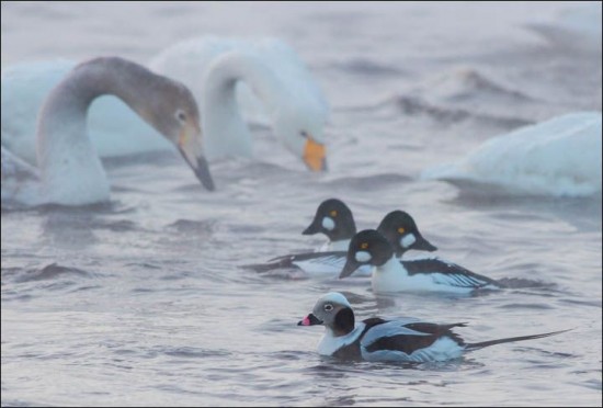 Swan-Lake-Russia5-550x372
