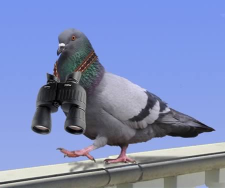 a98783_animal-arrested_9-pigeon-spying