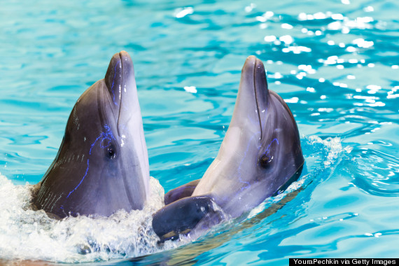 o-DOLPHINS-UKRAINE-570