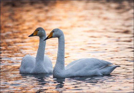 Swan-Lake-Russia4-550x384