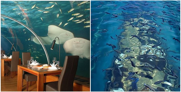 ithaa-undersea-restaurant-img3