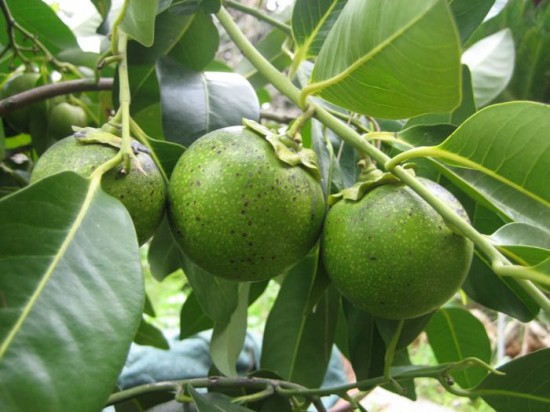 Black-sapote-fruit2-550x412