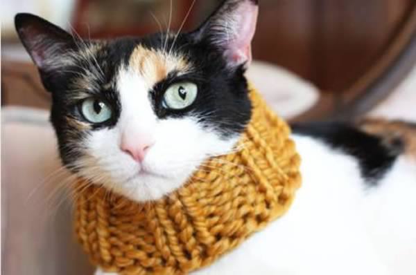 a98911_pet-accessory_6-scarf