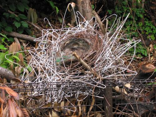 coat-hanger-nest