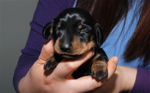 clone-dog_2876953b clone-dog_2876953b