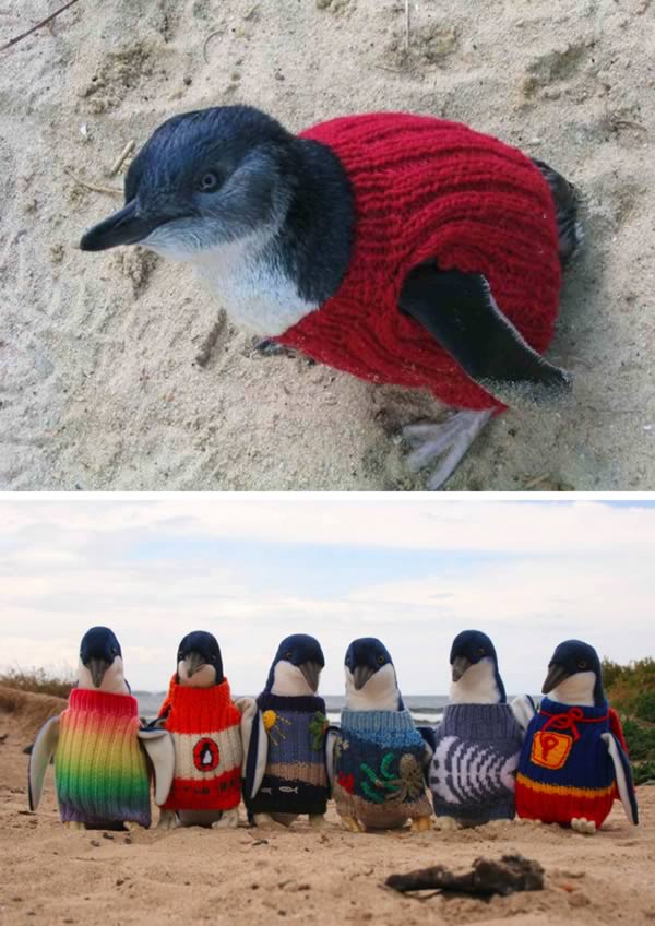 a98911_pet-accessory_10-penguins