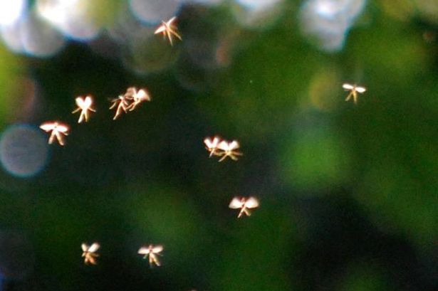 real-life-fairies