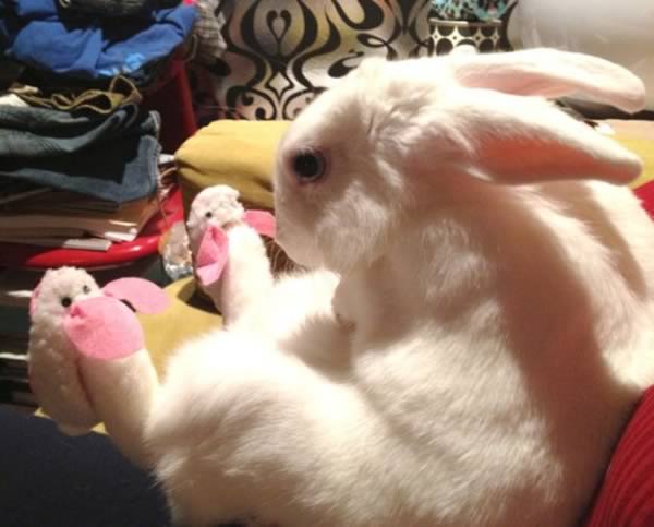 a98911_pet-accessory_3-bunny