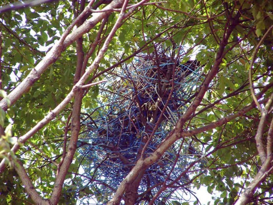 coat-hanger-nest3-550x412