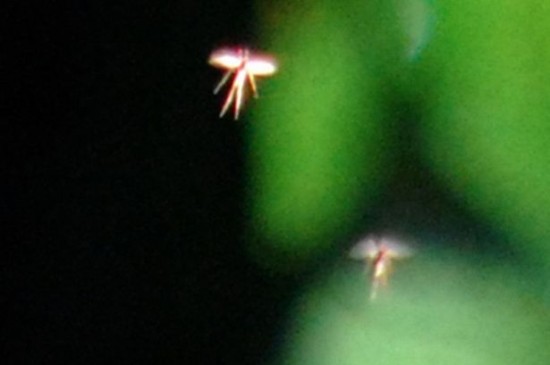 real-life-fairies2-550x365
