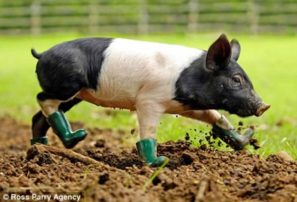 a98911_pet-accessory_7-pig-boots