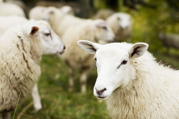 Sheep