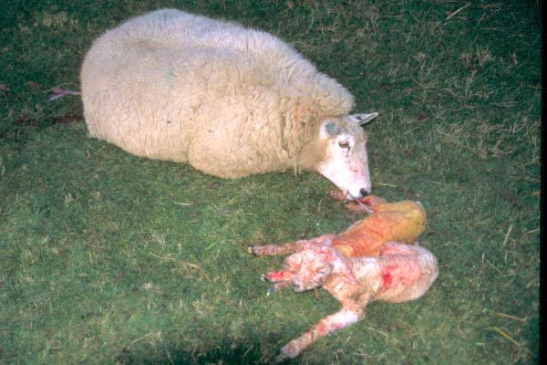 07_05_18---New-Born--literally--lambs_web
