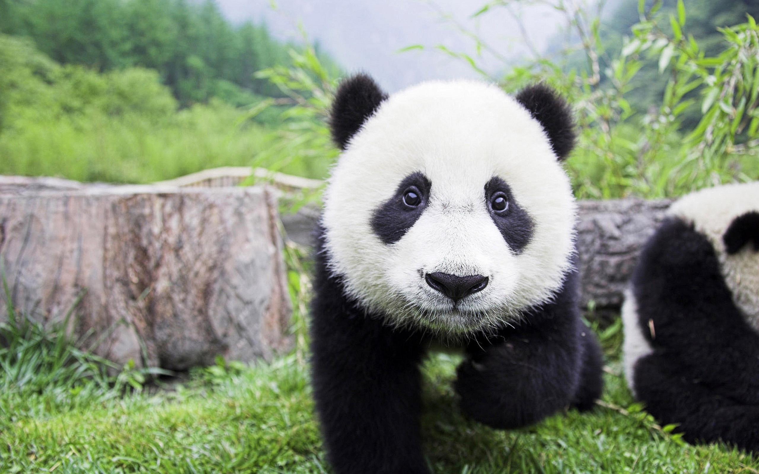 Cute-Panda-Bears-animals-34915025-2560-1600 Cute-Panda-Bears-animals-34915025-2560-1600