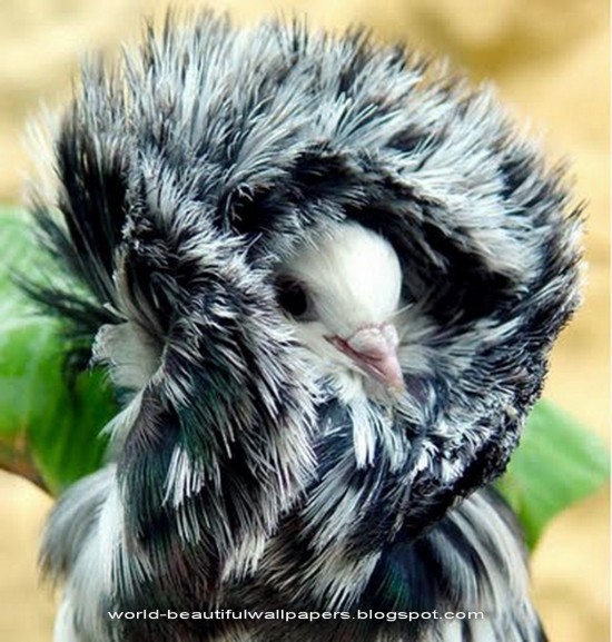 Jacobin-pigeons6-550x577