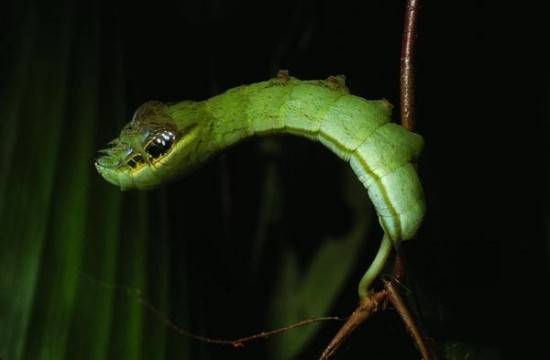 snake-caterpillar3-550x360