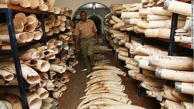 130925160607-elephant-tusks-story-top 130925160607-elephant-tusks-story-top