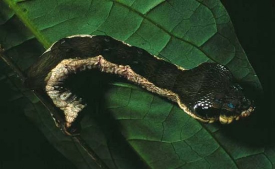 snake-caterpillar4-550x339