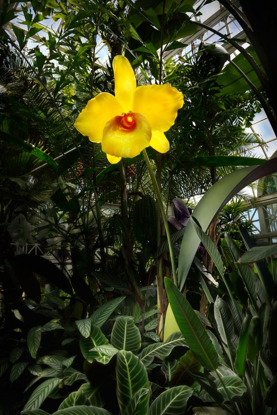 Jason-Gamrath-glass-flowers4-550x823