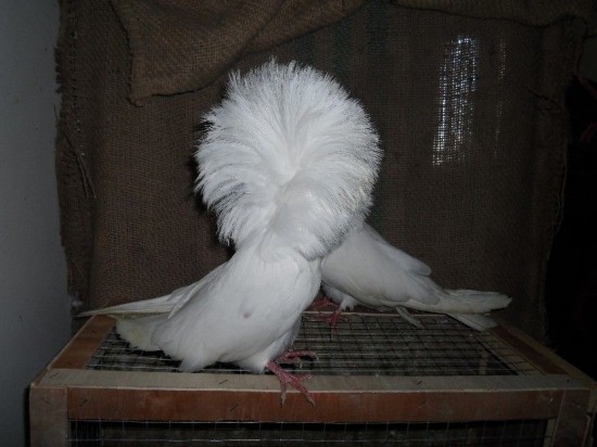 Jacobin-pigeons5-550x412