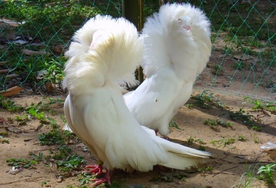 Jacobin-pigeons2-550x375