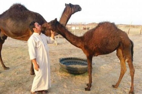saudi_farmer_with_camel
